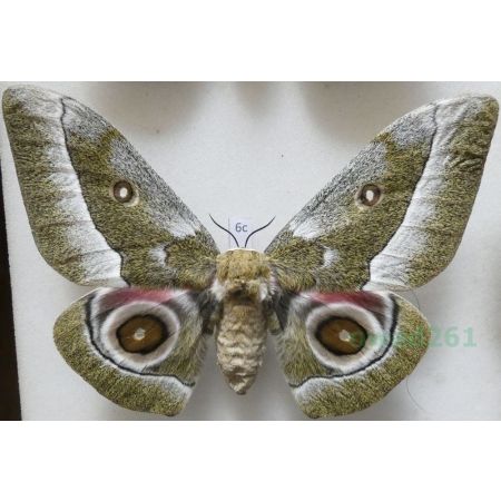 Gonimbrasia zambesina (Walker, 1865) female ex.pupa Kenya 123mm6c